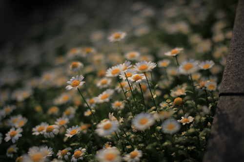 いろいろ撮ったのだ。5D Mark II〜♪