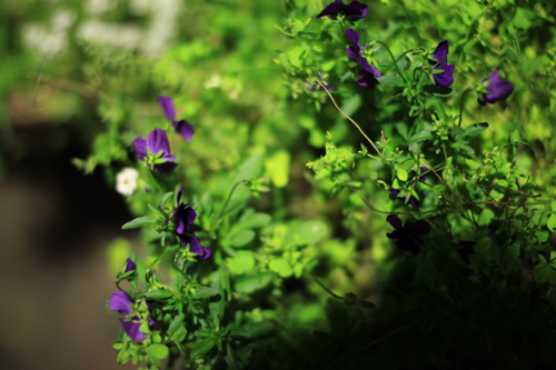 今日の15枚 - 5D Mark II -