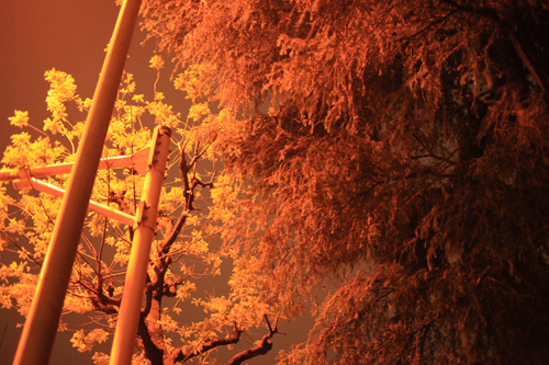 今日の15枚 - 5D Mark II -