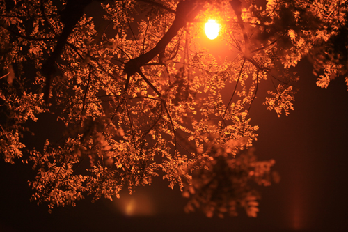 今日の15枚 - 5D Mark II -