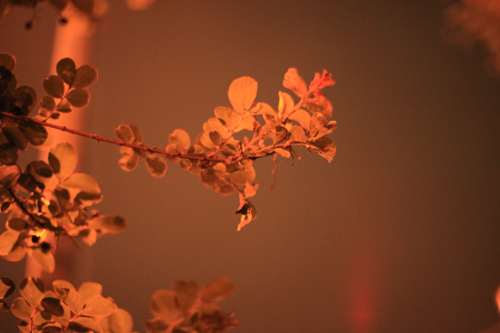 今日の15枚 - 5D Mark II -