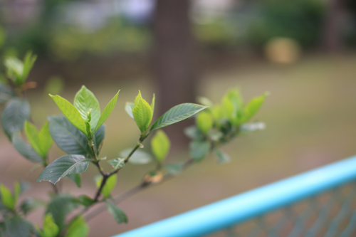 今日の15枚 - 5D Mark II -