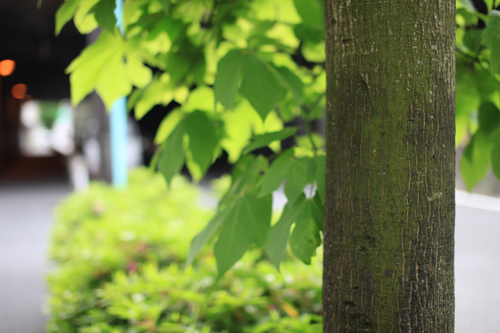 今日の15枚 - 5D Mark II -