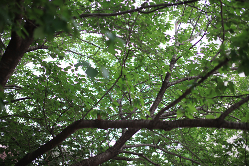 今日の15枚 - 5D Mark II -