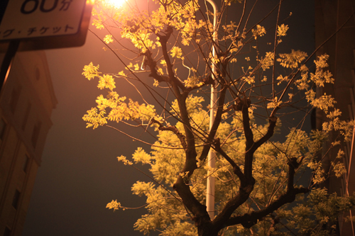 今日の15枚 - 5D Mark II -