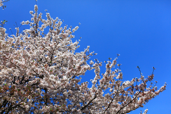 桜の写真いろいろ width=