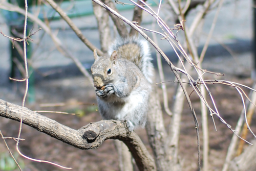 NYのリスの写真いろいろ