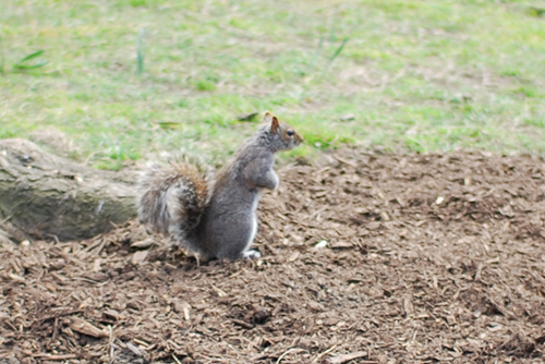 NYのリスの写真いろいろ