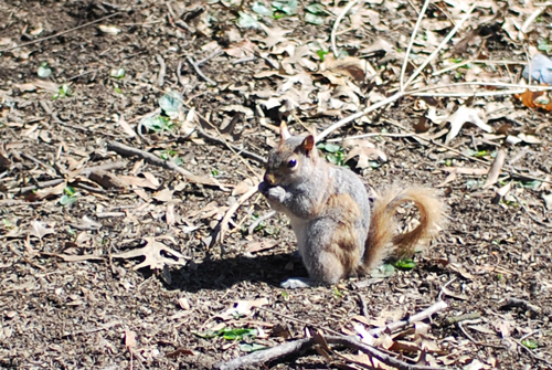 NYのリスの写真いろいろ