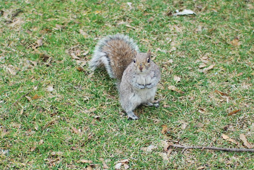 NYのリスの写真いろいろ
