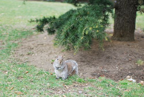 NYのリスの写真いろいろ