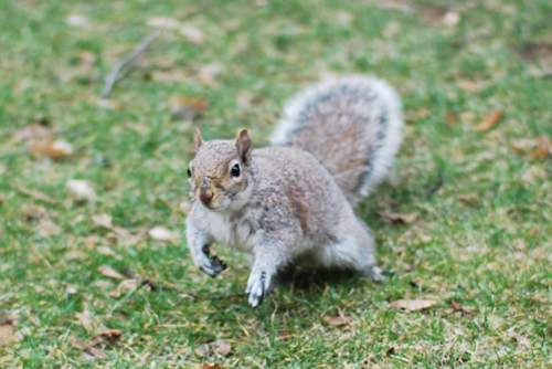 NYのリスの写真いろいろ