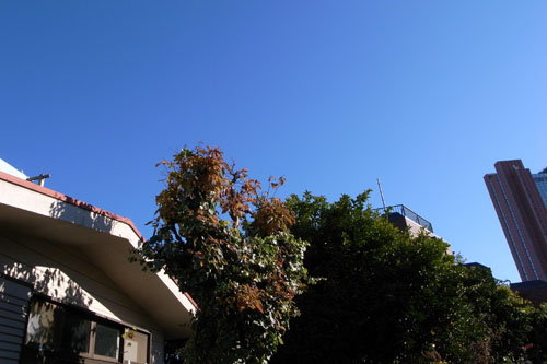 【GR DIGITAL II】GRブルー